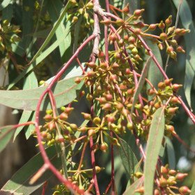 Eucalyptus camaldulensis, Gommier rouge